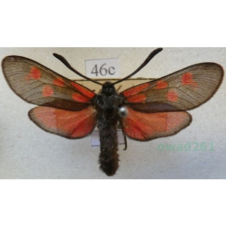 Zygaena loti (Denis & Schiffermüller, 1775) Kraśnik rogalik Deutschland46c